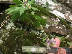 Aconitum noveboracense