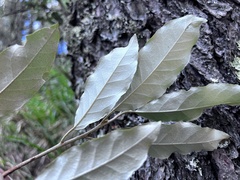 Elaeagnus grandifolia