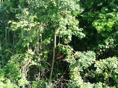 Cissus erosa