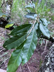 Elaeagnus grandifolia