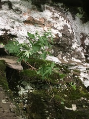 Aconitum noveboracense