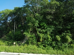 Cissus erosa