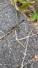 Onychogomphus forcipatus