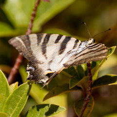 Iphiclides feisthamelii