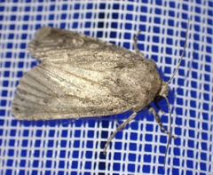 Luperina testacea