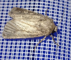 Luperina testacea