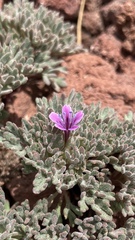 Collomia larsenii