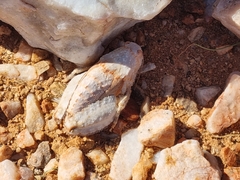 Trachypetrella anderssonii