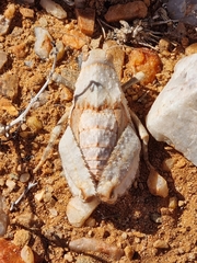 Trachypetrella anderssonii