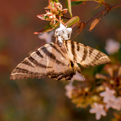 Iphiclides feisthamelii