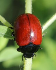 Chrysolina lutea