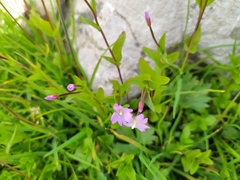 Epilobium alsinifolium