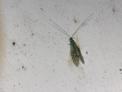 Mallada tripunctatus