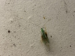 Mallada tripunctatus