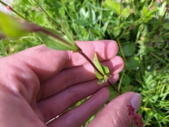 Epilobium alsinifolium