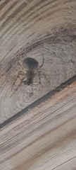 Araneus cavaticus