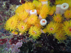 Tubastraea