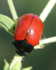 Chrysolina lutea