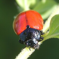 Chrysolina lutea