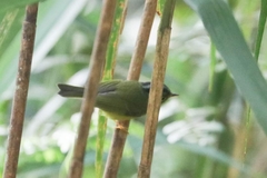 Phylloscopus omeiensis