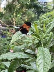 Heliconius numata bicoloratus