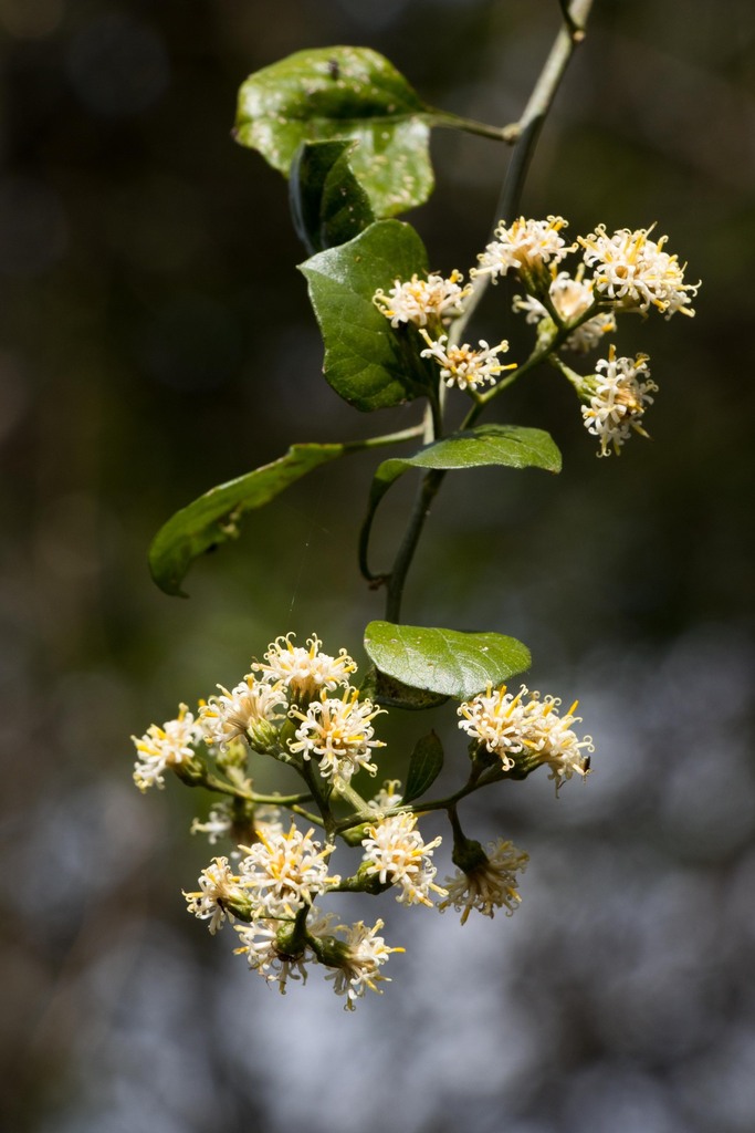 Anisochaeta mikanioides