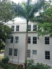 Roystonea borinquena