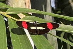 Heliconius melpomene rosina
