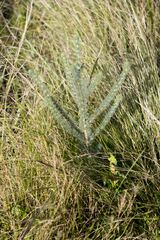 Aspalathus gerrardii