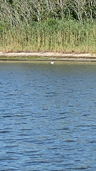 Pelecanus erythrorhynchos