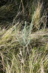 Aspalathus gerrardii