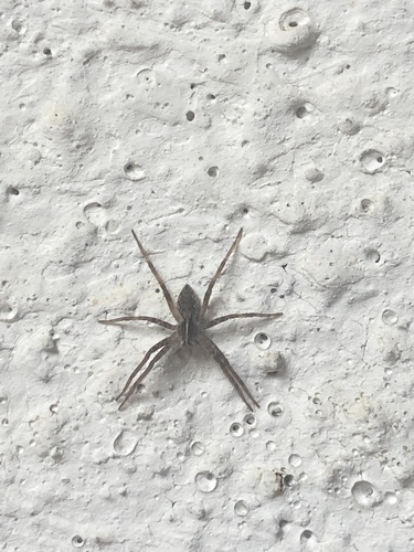 Lovčík hôrny (Pisaura mirabilis)