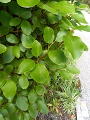 Griselinia littoralis