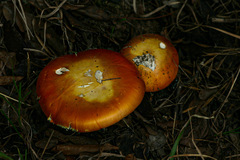 Amanita mafingensis