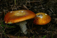 Amanita mafingensis