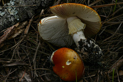 Amanita mafingensis