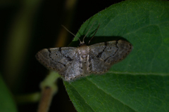 Idaea laevigata