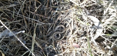 Ophiodes vertebralis