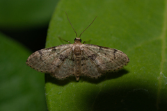 Idaea laevigata