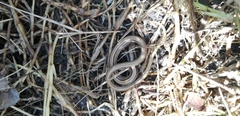 Ophiodes vertebralis