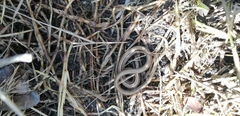 Ophiodes vertebralis