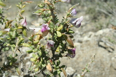 Ononis tridentata