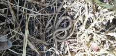 Ophiodes vertebralis