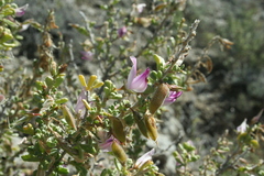 Ononis tridentata