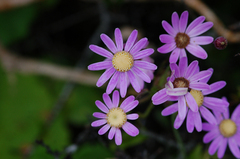 Pericallis