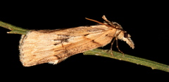 Neoteristis paraphanes