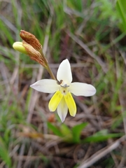 Sparaxis parviflora