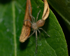 Olios argelasius