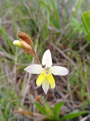 Sparaxis parviflora