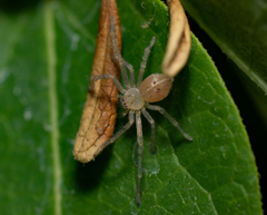 Olios argelasius